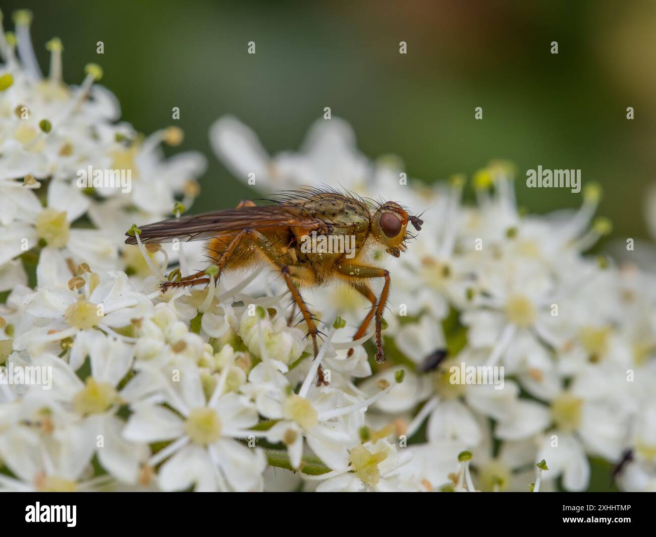Scathophaga stercoraria, comunemente nota come la mosca del letame giallo o la mosca del letame dorato. Foto Stock