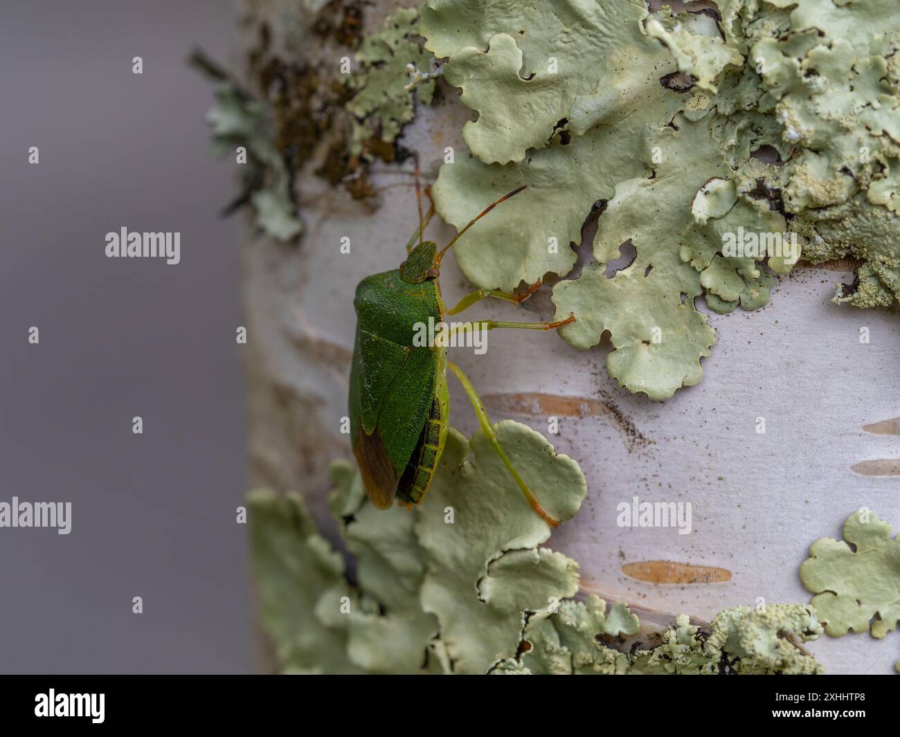 Una cimice a scudo verde, Palomena prasina, su un albero di betulla d'argento ricoperto di licheni. Foto Stock