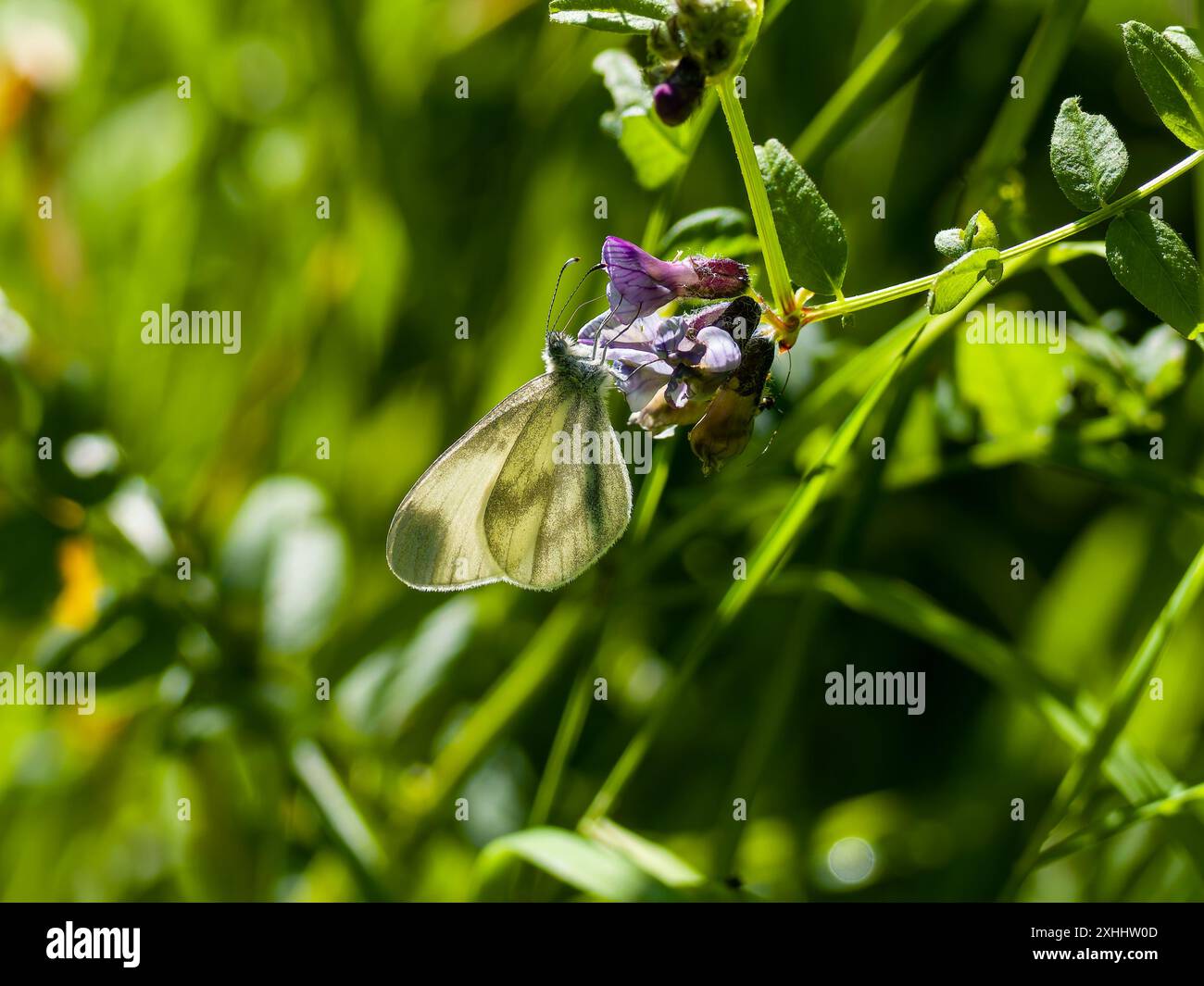 Leptidea sinapis, la farfalla bianca in legno, che si nutre di nettare da un fiore. Foto Stock