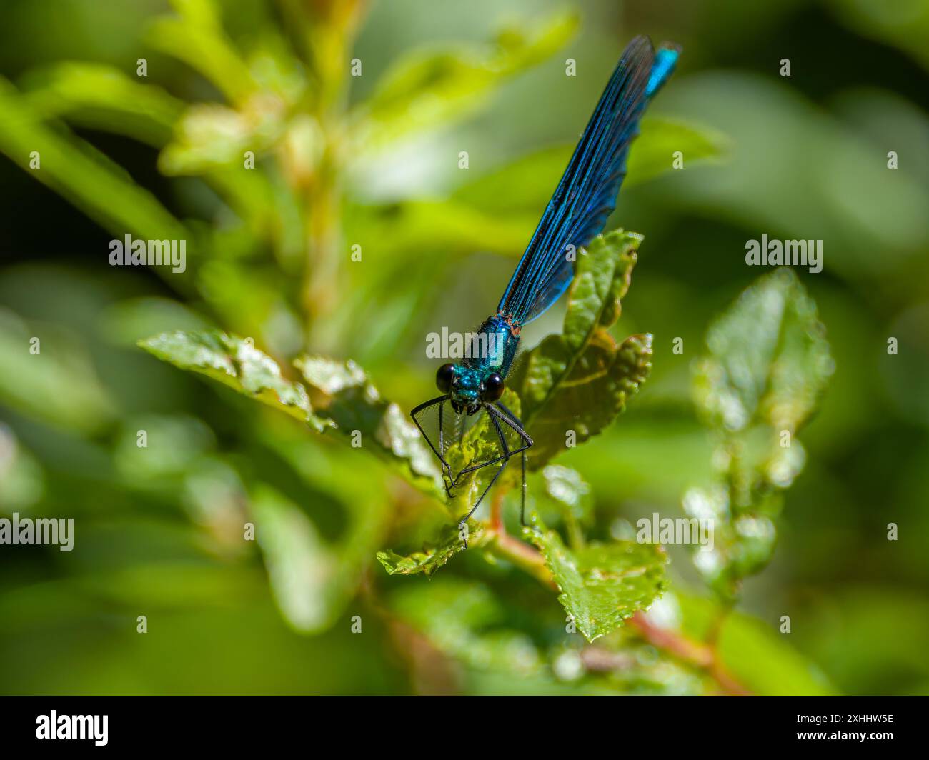 Una demoiselle con banchi di birra, Calopteryx splendente, che riposa su una foglia. Foto Stock