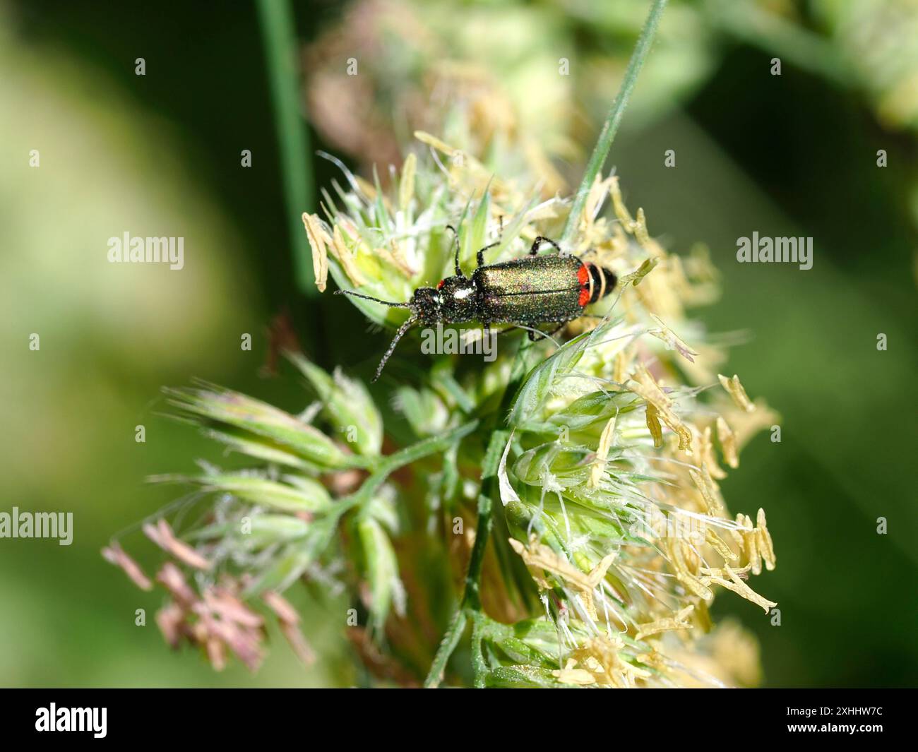Malachius bipustulatus, lo scarabeo malachite, che riposa sull'erba. Foto Stock