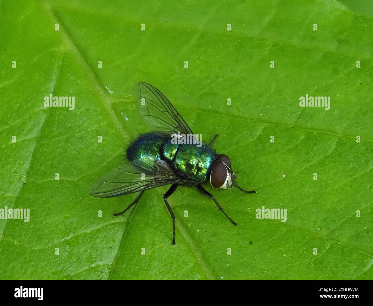 Una comune mosca verde, Lucilia sericata, arroccata in congedo. Foto Stock