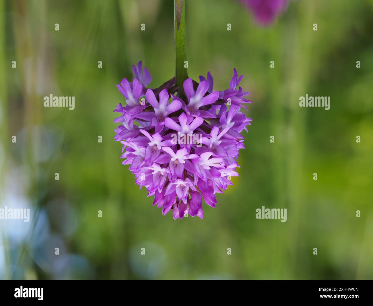 Anacamptis pyramidalis, L orchide. Foto Stock