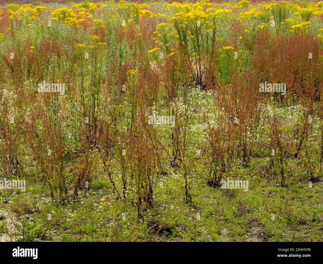 Terreni agricoli a riposo, che consentono la riparazione del suolo, e Wildlife, Binfield Heath, Oxfordshire, Inghilterra, Regno Unito, Gran Bretagna. Foto Stock