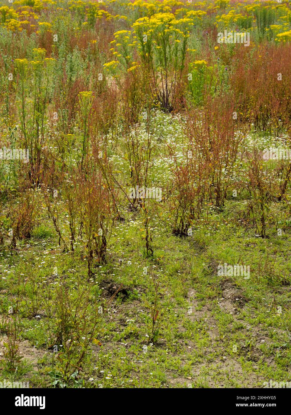 Terreni agricoli a riposo, che consentono la riparazione del suolo, e Wildlife, Binfield Heath, Oxfordshire, Inghilterra, Regno Unito, Gran Bretagna. Foto Stock