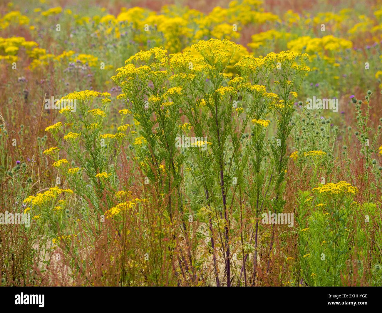 Terreni agricoli a riposo, che consentono la riparazione del suolo, e Wildlife, Binfield Heath, Oxfordshire, Inghilterra, Regno Unito, Gran Bretagna. Foto Stock