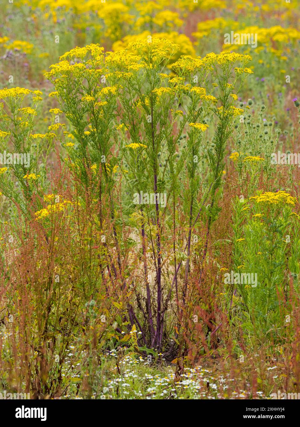 Terreni agricoli a riposo, che consentono la riparazione del suolo, e Wildlife, Binfield Heath, Oxfordshire, Inghilterra, Regno Unito, Gran Bretagna. Foto Stock