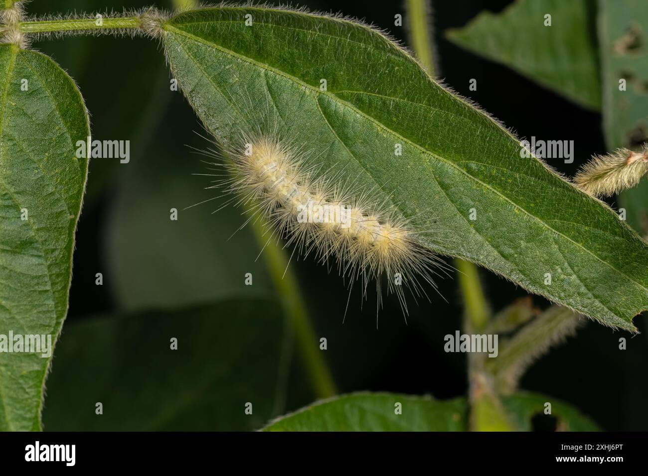 Salmarsh Caterpillar mangiare foglie di pianta di soia causando danni e lesioni. Insetti di raccolto di agricoltura, controllo di peste e concetto di danno di raccolto. Foto Stock