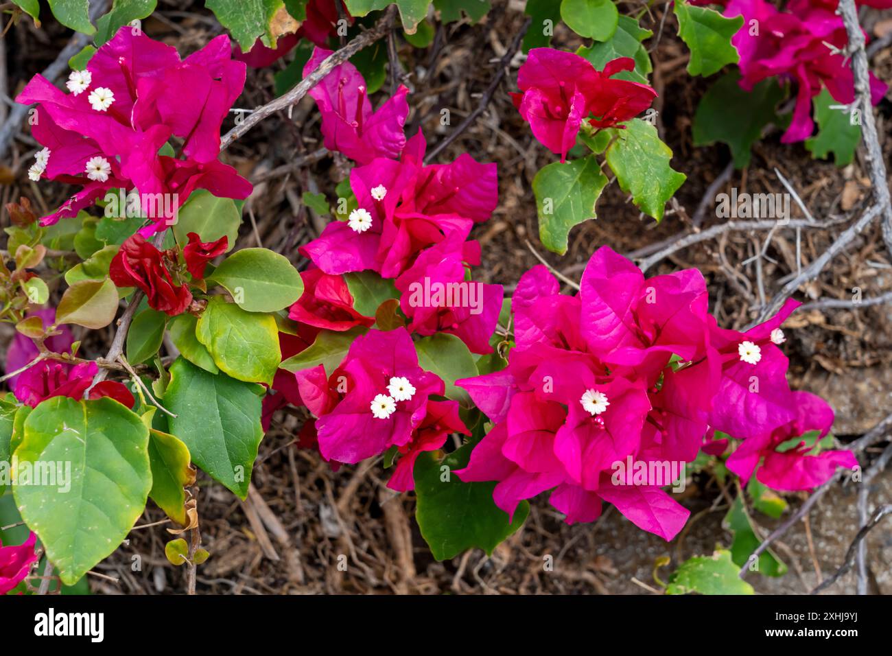 Fiori di bouganville al Punchbowl National Cemetery di Honolulu, Oahu, Hawaii, USA. Foto Stock