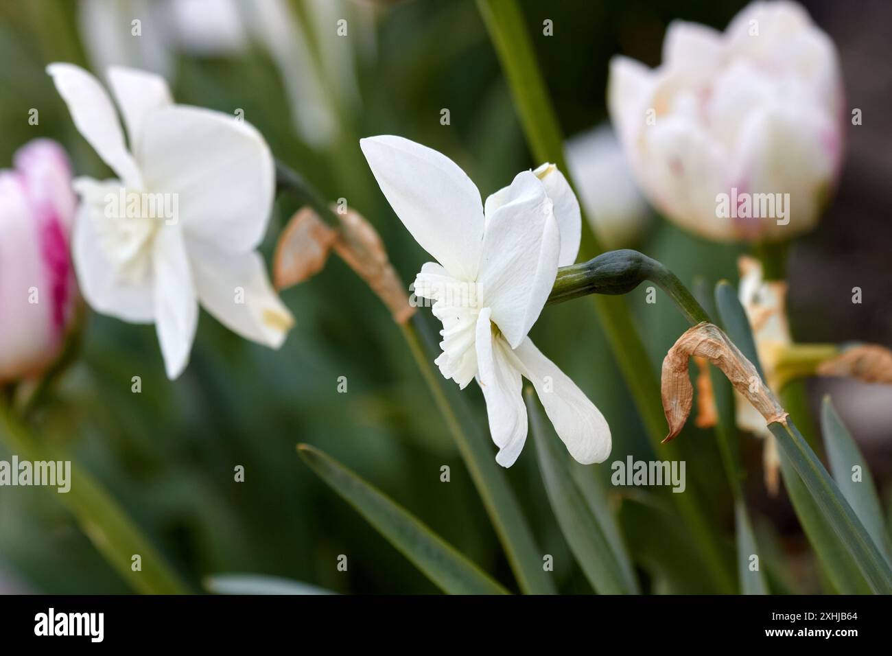 Delicati fiori di narcidi bianchi in fiore. Foto Stock