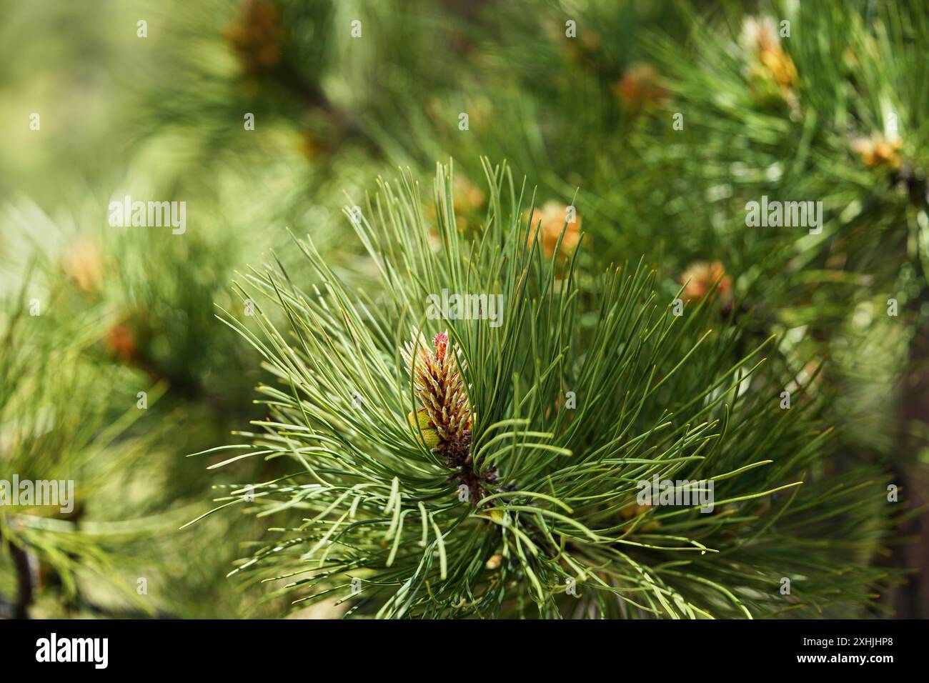 Lodgepole Pine - scatto primaverile con coni immaturi Foto Stock