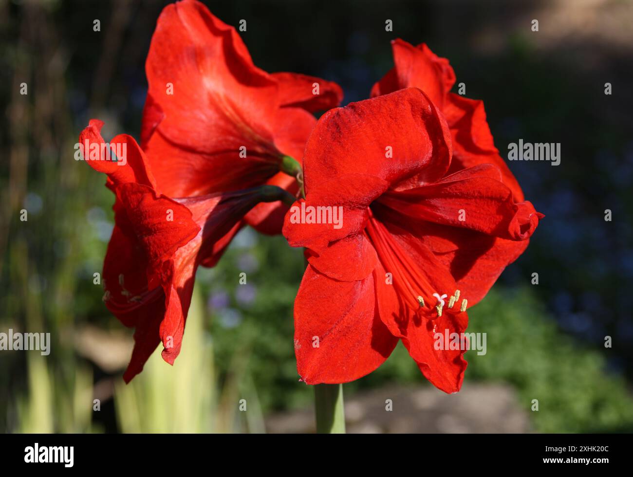 Red Amaryllis, Belladonna Lily, Jersey Lily, Amarillo, Easter Lily o in Sudafrica, March Lily, Amaryllis belladonna, Amaryllidaceae. Foto Stock