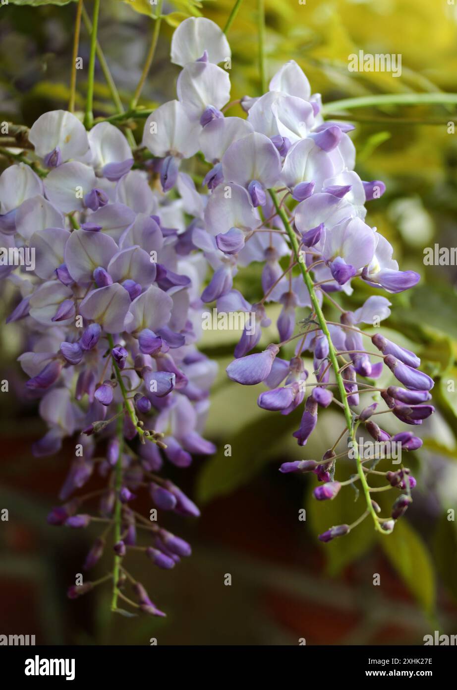 Chinese Wisteria, Wisteria sinensis, Fabaceae. Cina, Asia. Foto Stock