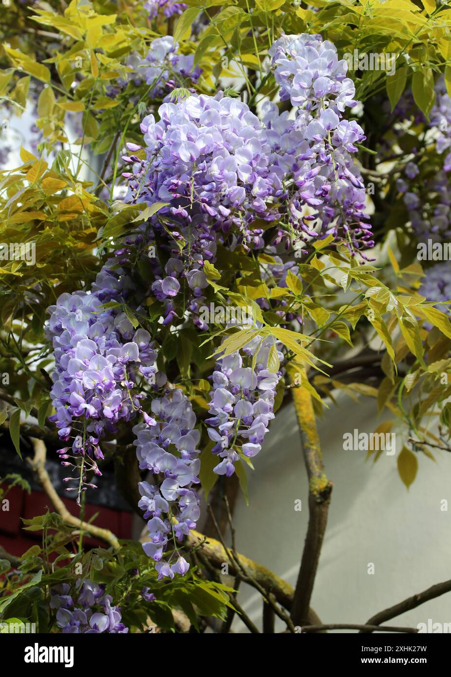 Chinese Wisteria, Wisteria sinensis, Fabaceae. Cina, Asia. Foto Stock
