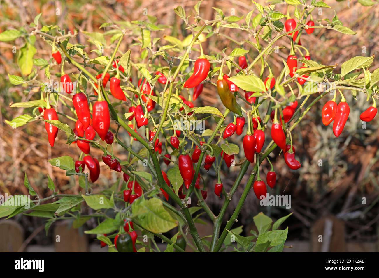 Habanero Hot Chilli Peppers, Capsicum chinense, Solanaceae. REGNO UNITO. Peperoni peperoncini, anche spellati in cile o peperoncino. Foto Stock
