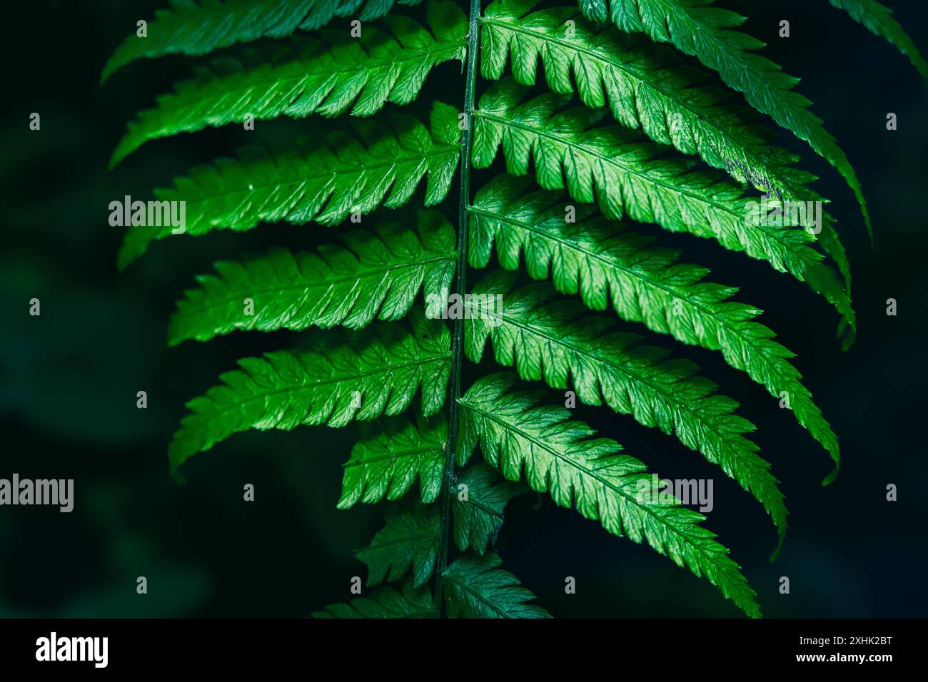 Le felci (Polypodiopsida o Polypodiophyta) sono un gruppo di piante vascolari (piante con xylem e phloem) che si riproducono attraverso spore e non hanno né semi né fiori. Foto Stock