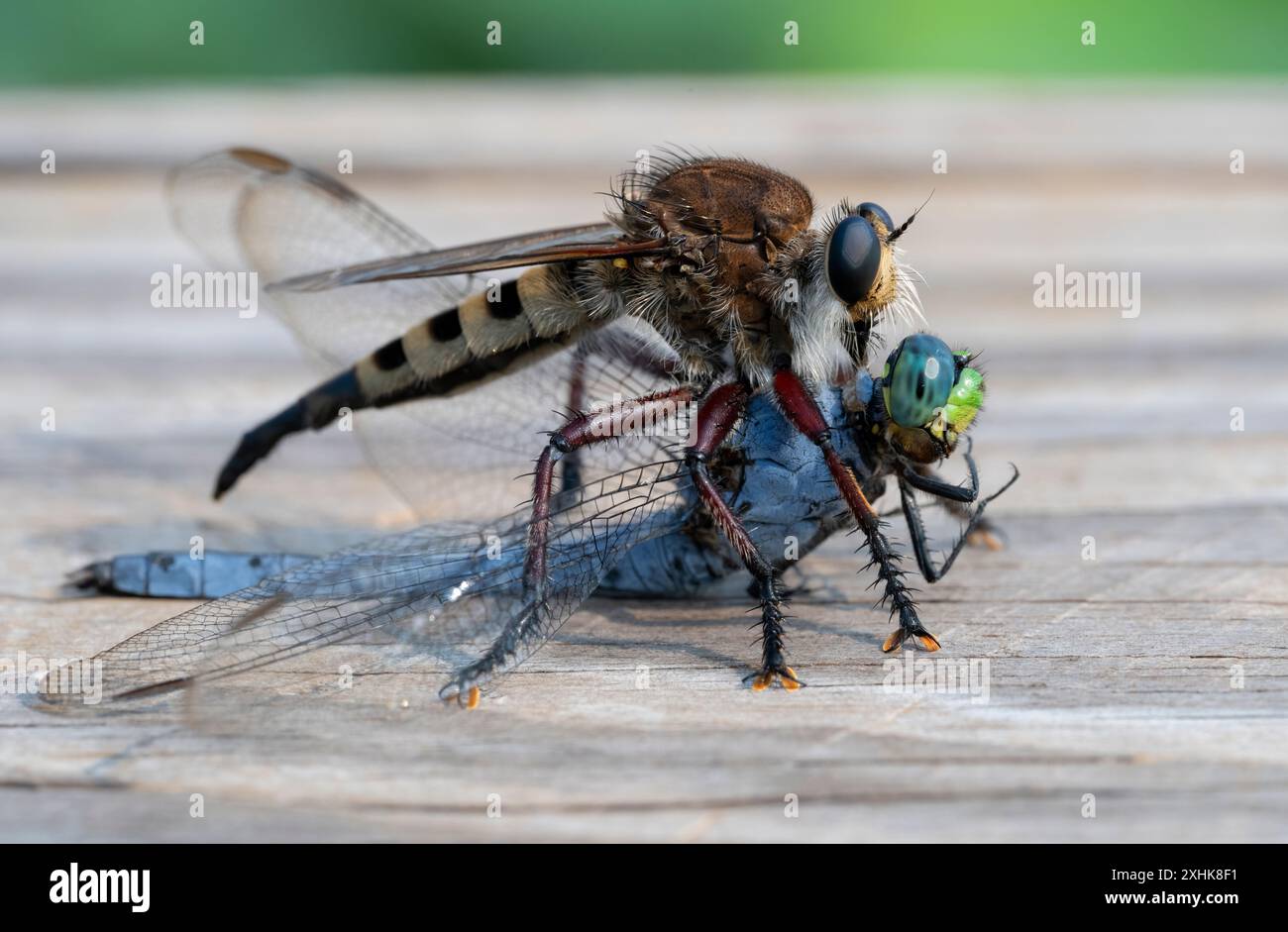 Robber Fly, o Maroon-Legged Lion Fly (Promachus hinei), preda di libellula, zona di Houston, Texas, Stati Uniti. Foto Stock