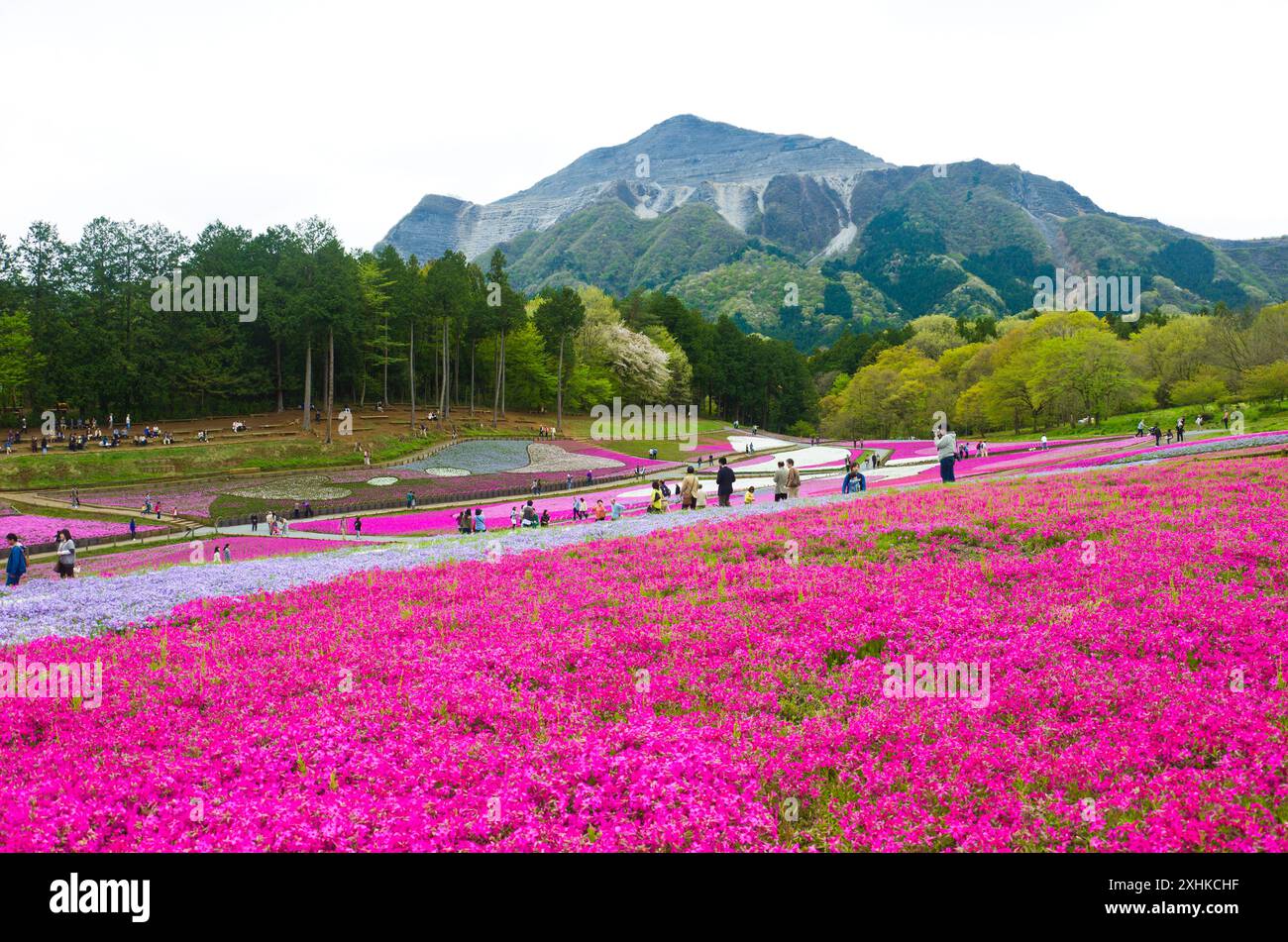 Parco Hitsujiyama a Chichibu, prefettura di Saitama, Giappone. Foto Stock