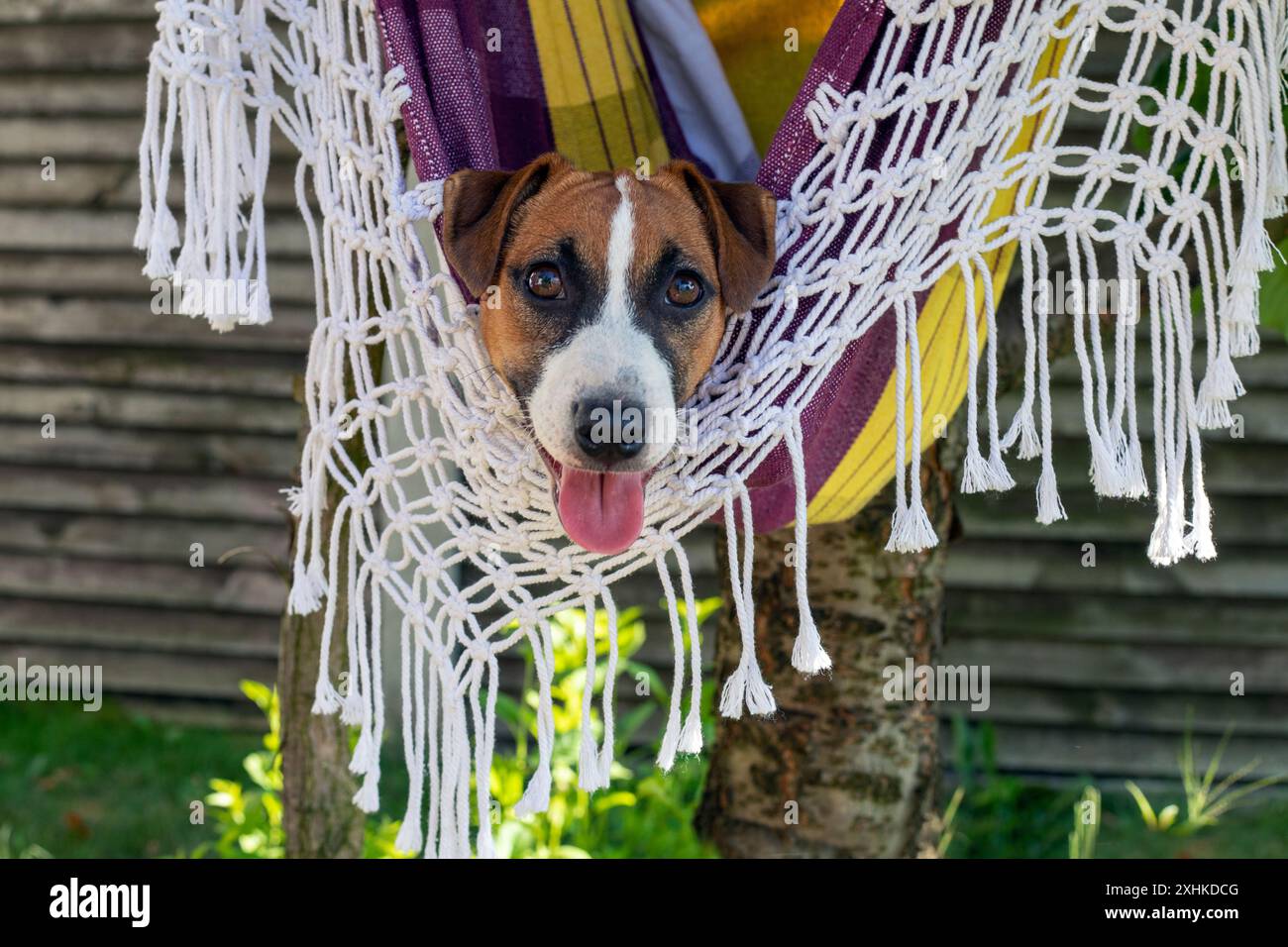 Il divertente cucciolo Jack Russell terrier cavalca su un'amaca nel caldo. Aiuta a surriscaldare gli animali Foto Stock