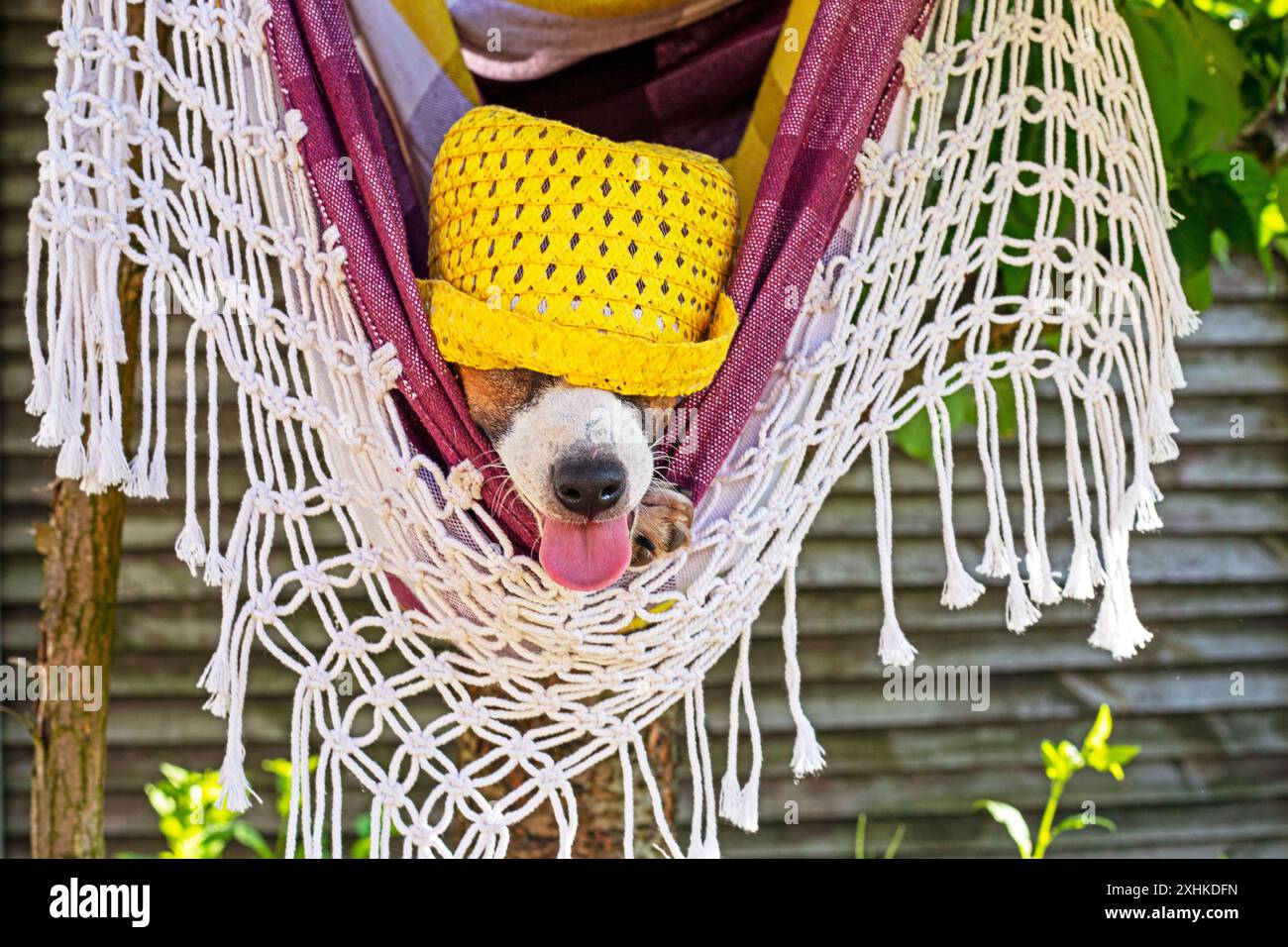Il divertente cucciolo Jack Russell terrier con un cappello giallo cavalca su un'amaca nel caldo. Assistenza per il surriscaldamento degli animali domestici Foto Stock