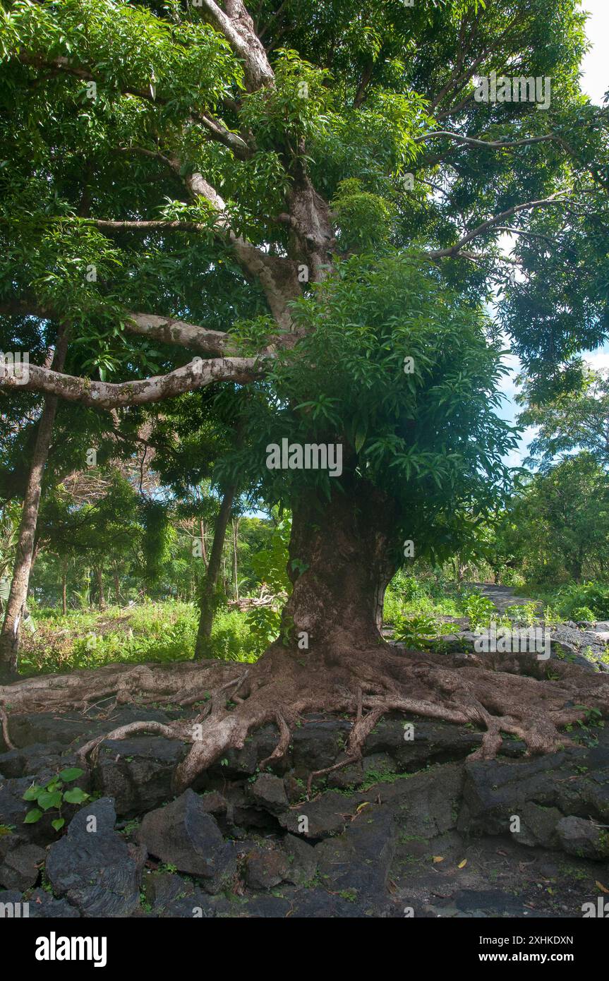Albero che cresce da uno storico flusso di lava, Savai'i Island, Samoa Foto Stock