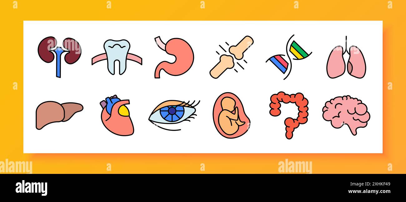 Icona Set anatomico. Reni, denti, stomaco, articolazione, DNA, polmoni, cuore, occhio, feto, intestino, cervello. Illustrazione Vettoriale
