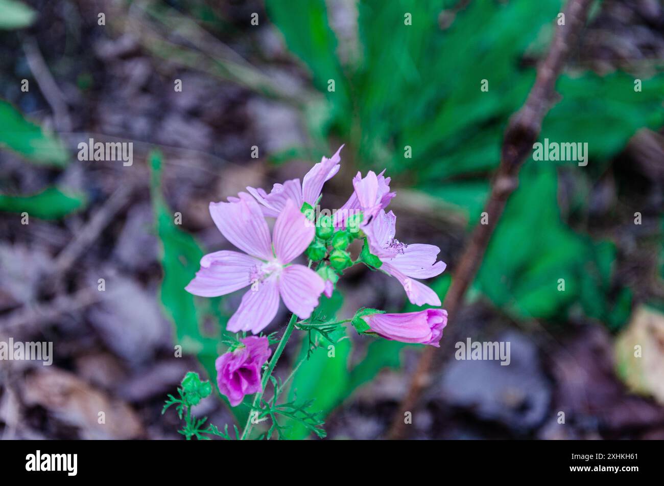 Fiori selvatici della Fraser Valley trovati a Chilliwack, British Columbia, Canada Foto Stock
