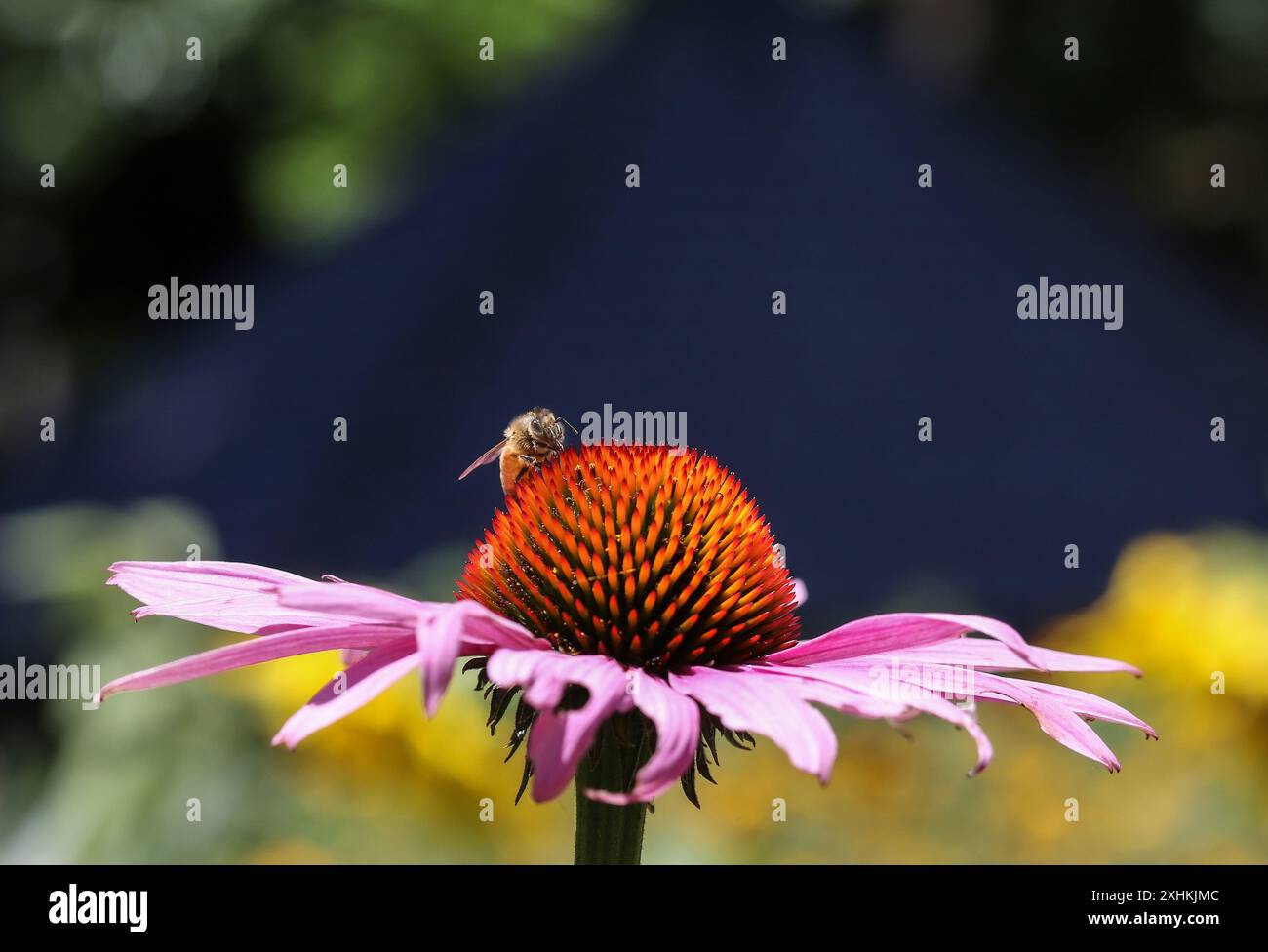 Fiordaliso viola e ape nei Royal Botanic Gardens di Melbourne, Australia. Foto Stock