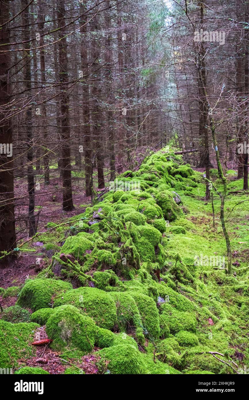 Muro di pietra coperto di muschio verde nella foresta Foto Stock