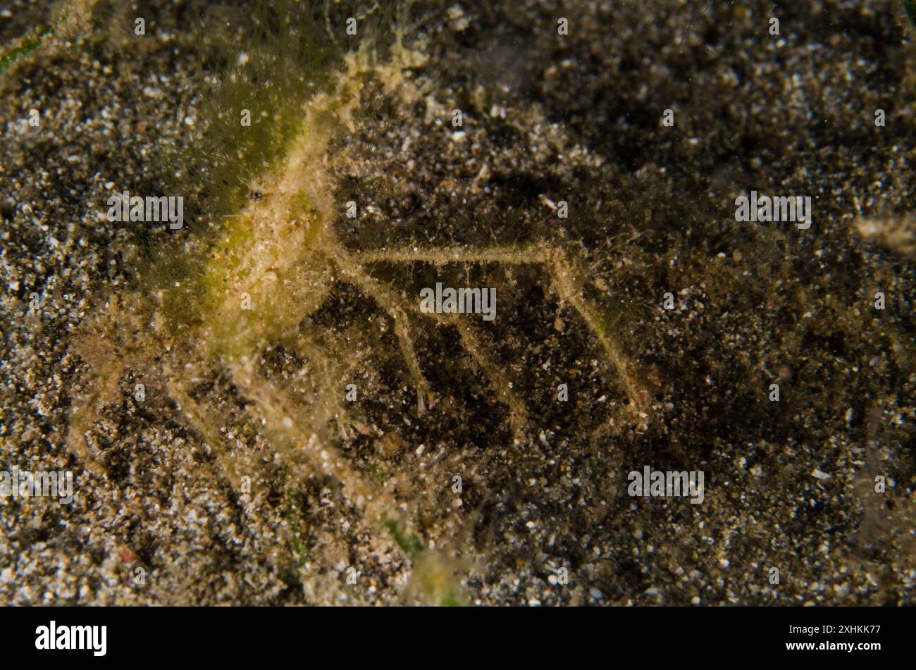 Granchio scavatore mascherato, Gomeza bicornis, Corystidae, Anilao, Batangas, Filippine, Mar delle Filippine, Oceano Indo-pacifico, Asia Foto Stock