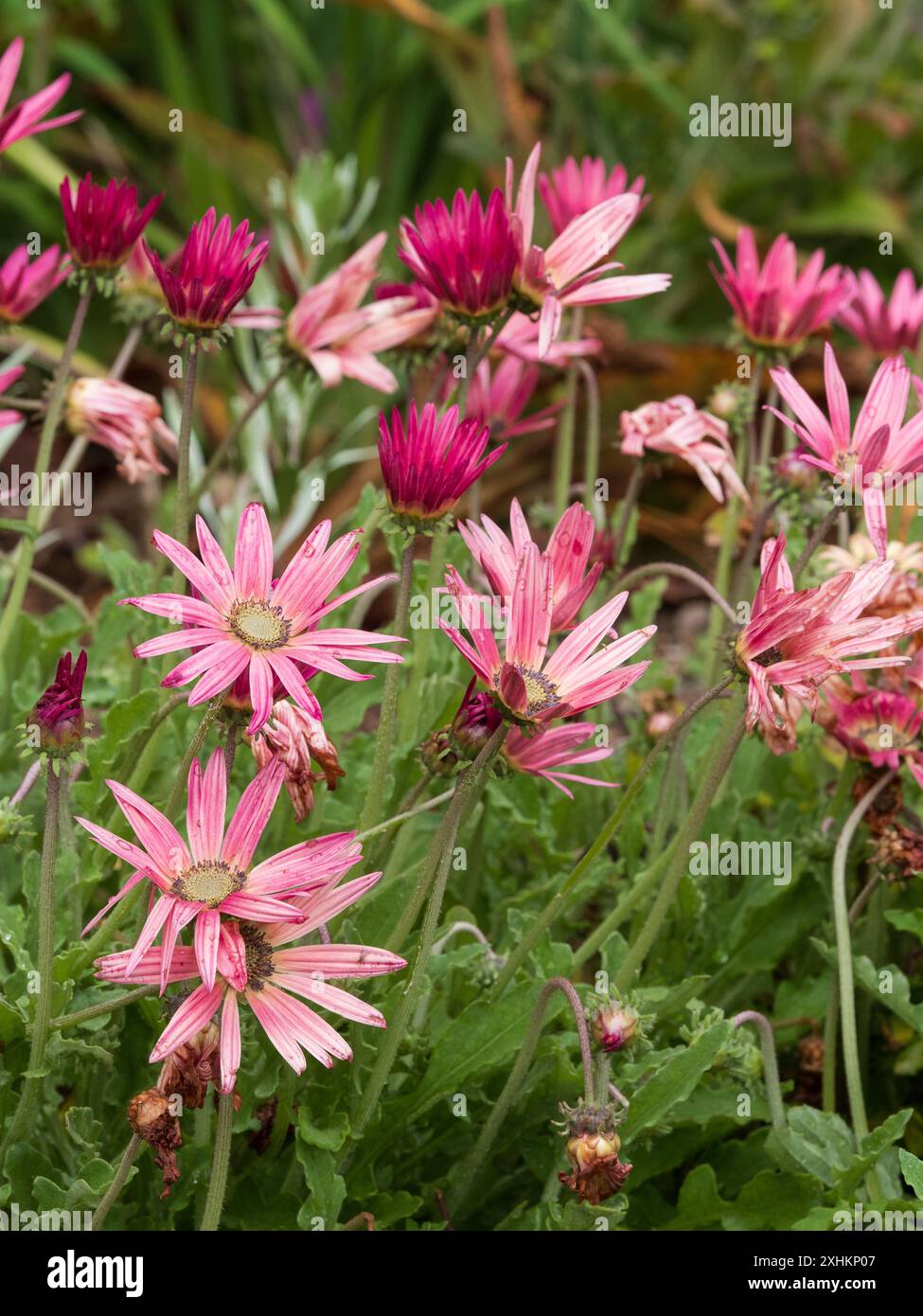 Fiori rosa estivi della margherita sudafricana semi-resistente, Arctotis 'Wine' Foto Stock