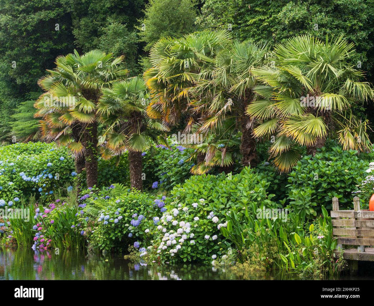 Le palme di Trachycarpus fortunei sorgono sopra Hydrangea macrophylla nei giardini subtropicali di Trebah, Cornovaglia, Regno Unito Foto Stock