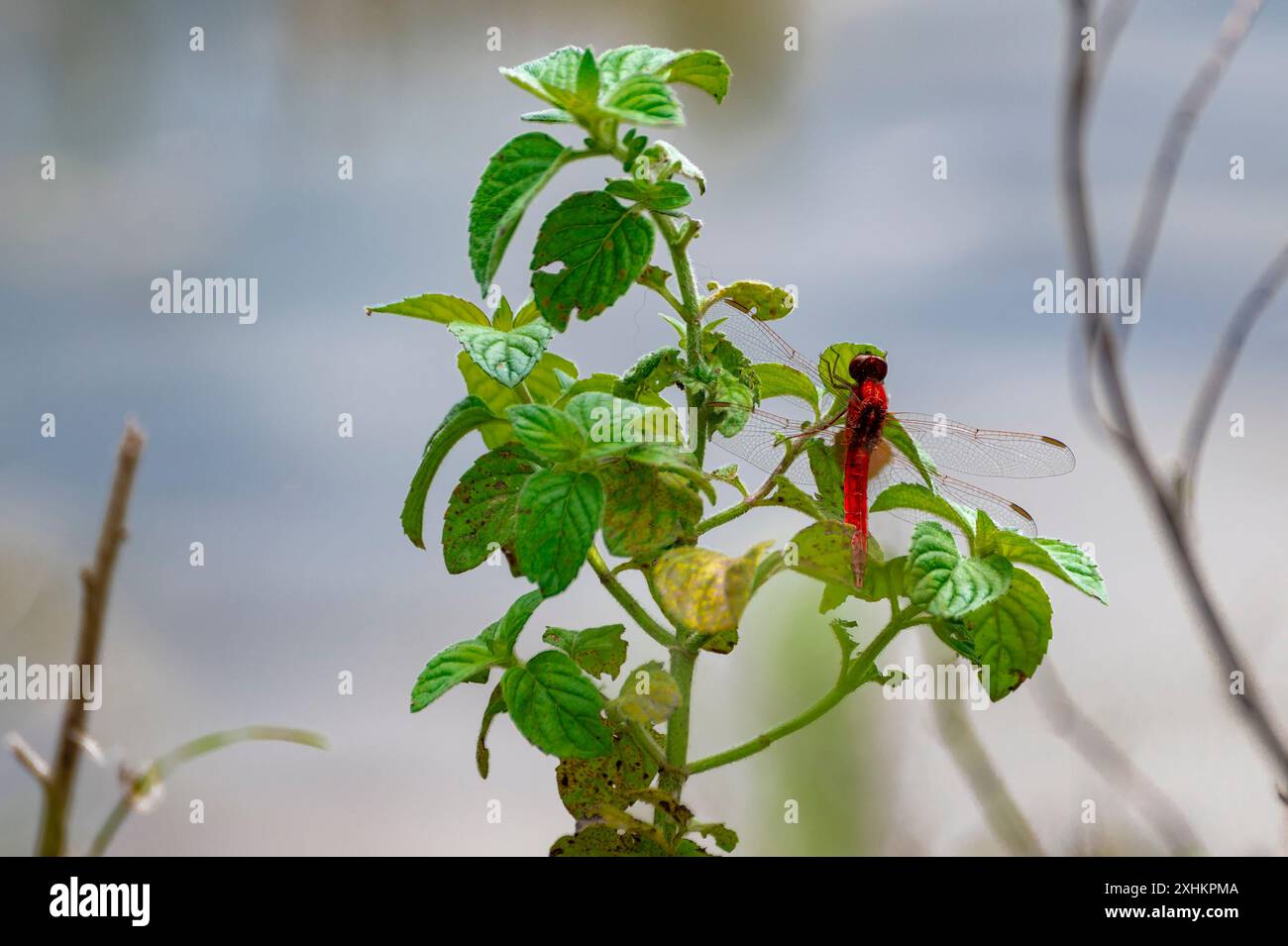 Sympetrum rosso sangue su un letto di menta acquatica. Fotografato ai margini di uno stagno, questo bellissimo insetto rosso vola via non appena appare il pericolo. Foto Stock