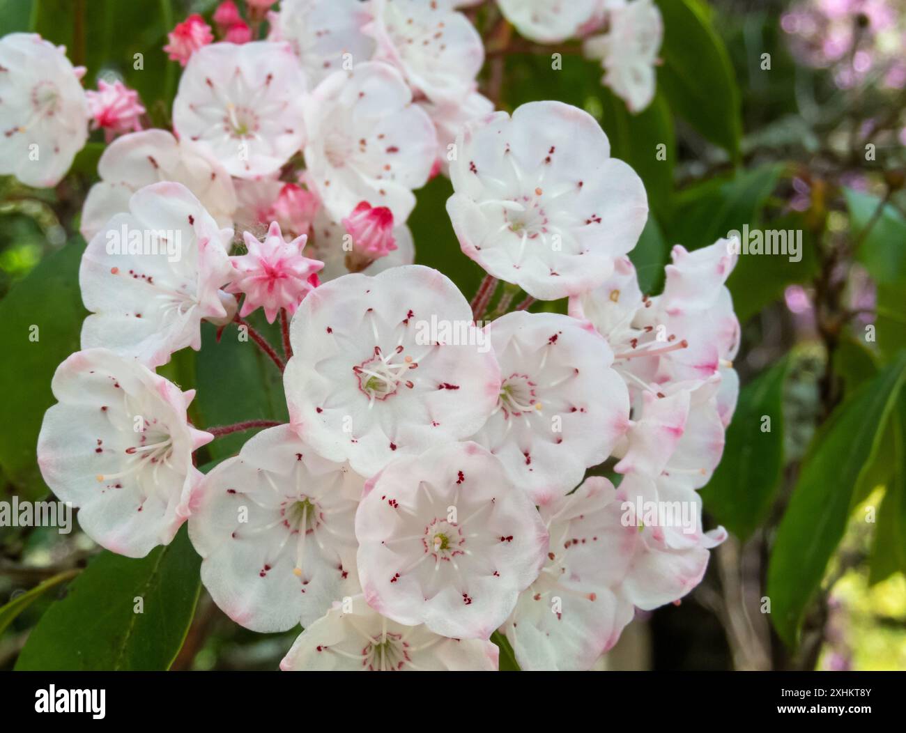 Fiori e gemme di alloro di montagna. Kalmia latifolia, calico-Bush o legno di cucchiaio fiorito in primavera. Fiori esagonali bianchi e rosa chiaro. Tossico Foto Stock