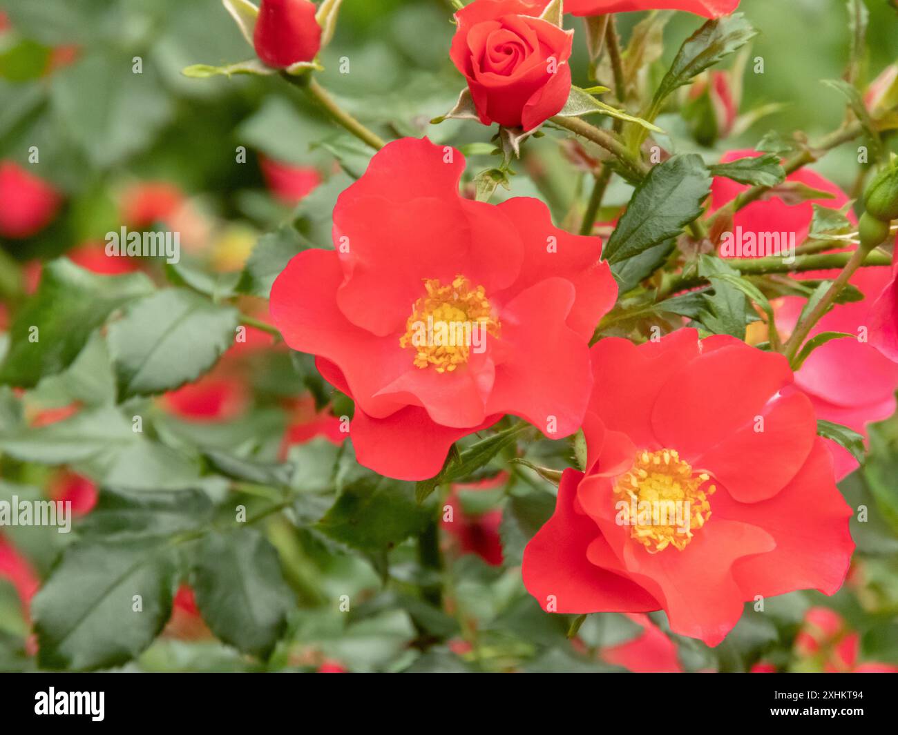 Fiori di rosa singola rosso corallo con occhi gialli e fogliame verde brillante. Rami fioriti di rosa. Foto Stock