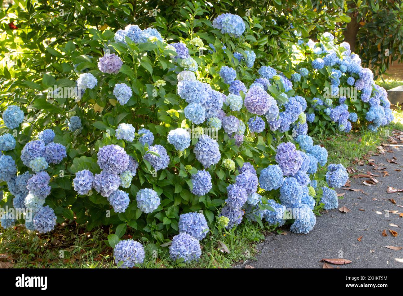 Hydrangea macrophylla arbusto ornamentale con teste di fiori blu. Siepe da giardino di Hydrangea. Fiori multicolori di Hortensia. Ortensie francesi in fiore. Foto Stock