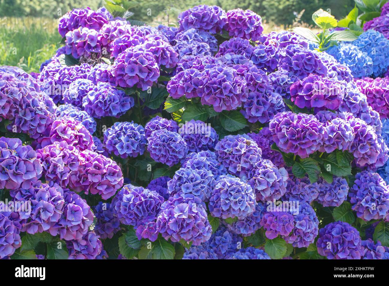 Arbusto ornamentale Hydrangea macrophylla con teste di fiori viola. Siepe da giardino di Hydrangea. Fiori viola di Hortensia. Ortensie francesi in fiore. Foto Stock
