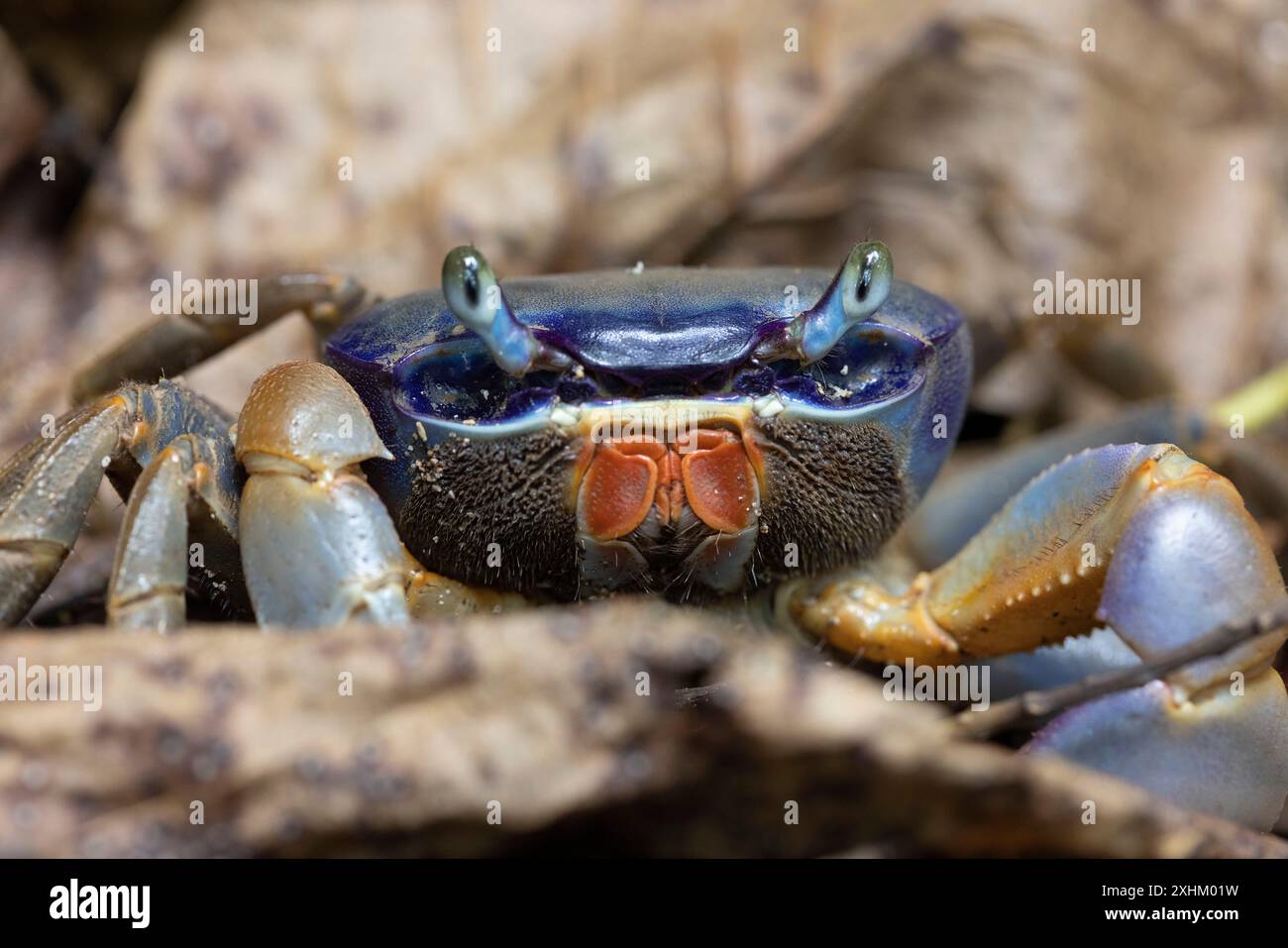 Costa Rica, provincia di Limon, Parco Nazionale di Cahuita, granchio Foto Stock