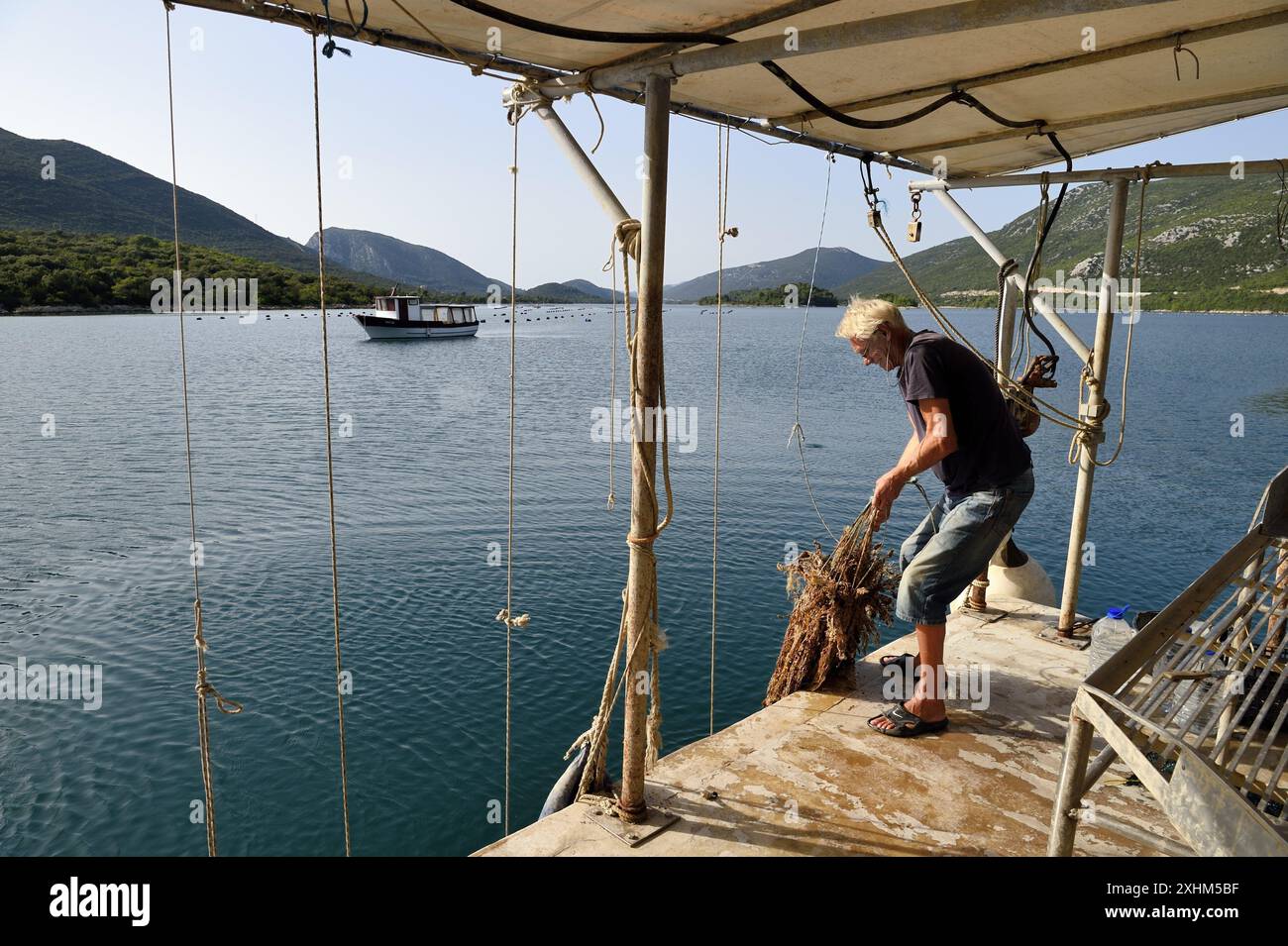 Croazia, Dalmazia, costa dalmata, penisola di Peljesac, stagno, il più grande centro di allevamento di ostriche sulla costa dalmata a Mali Ston, allevatore di ostriche Foto Stock