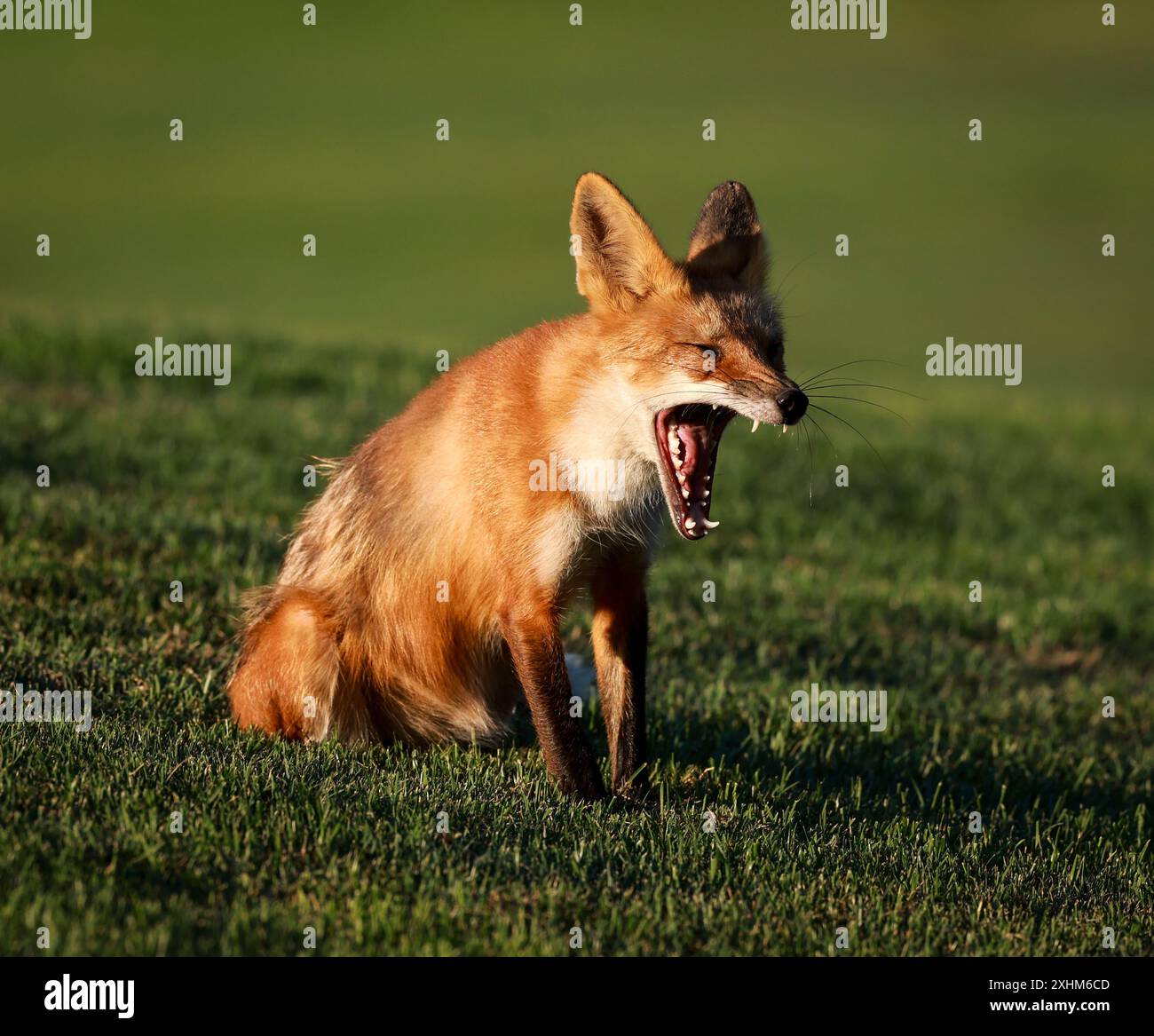 Santa Clara, Stati Uniti. 15 luglio 2024. La volpe rossa (Vulpes vulpes) è un membro della famiglia di cani Canidae. È la più grande delle vere volpi e si trova in tutto l'emisfero settentrionale. Le volpi rosse sono note per la loro pelliccia rossastro-arancione e le code cespugliose. Sono noti per il loro acuto senso dell'olfatto, l'eccellente udito e la buona visione. Le volpi rosse sono predatori che predano piccoli mammiferi, uccelli e insetti. Aiutano anche a controllare le popolazioni delle loro prede animali, come roditori e conigli. Crediti: Seshadri SUKUMAR/Alamy Live News Foto Stock