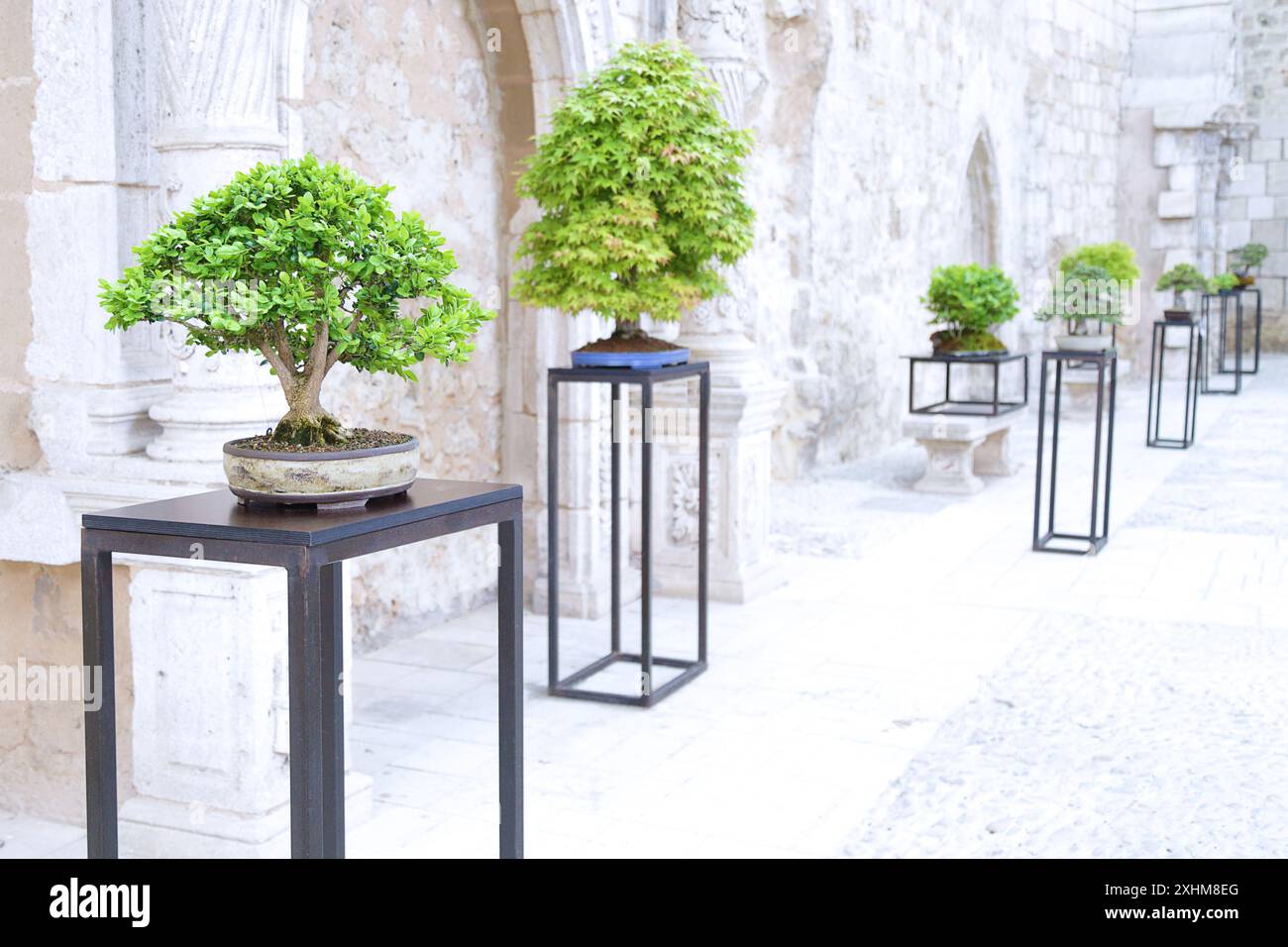 Diverse bonsais di specie diverse in una mostra di bonsai. Foto Stock