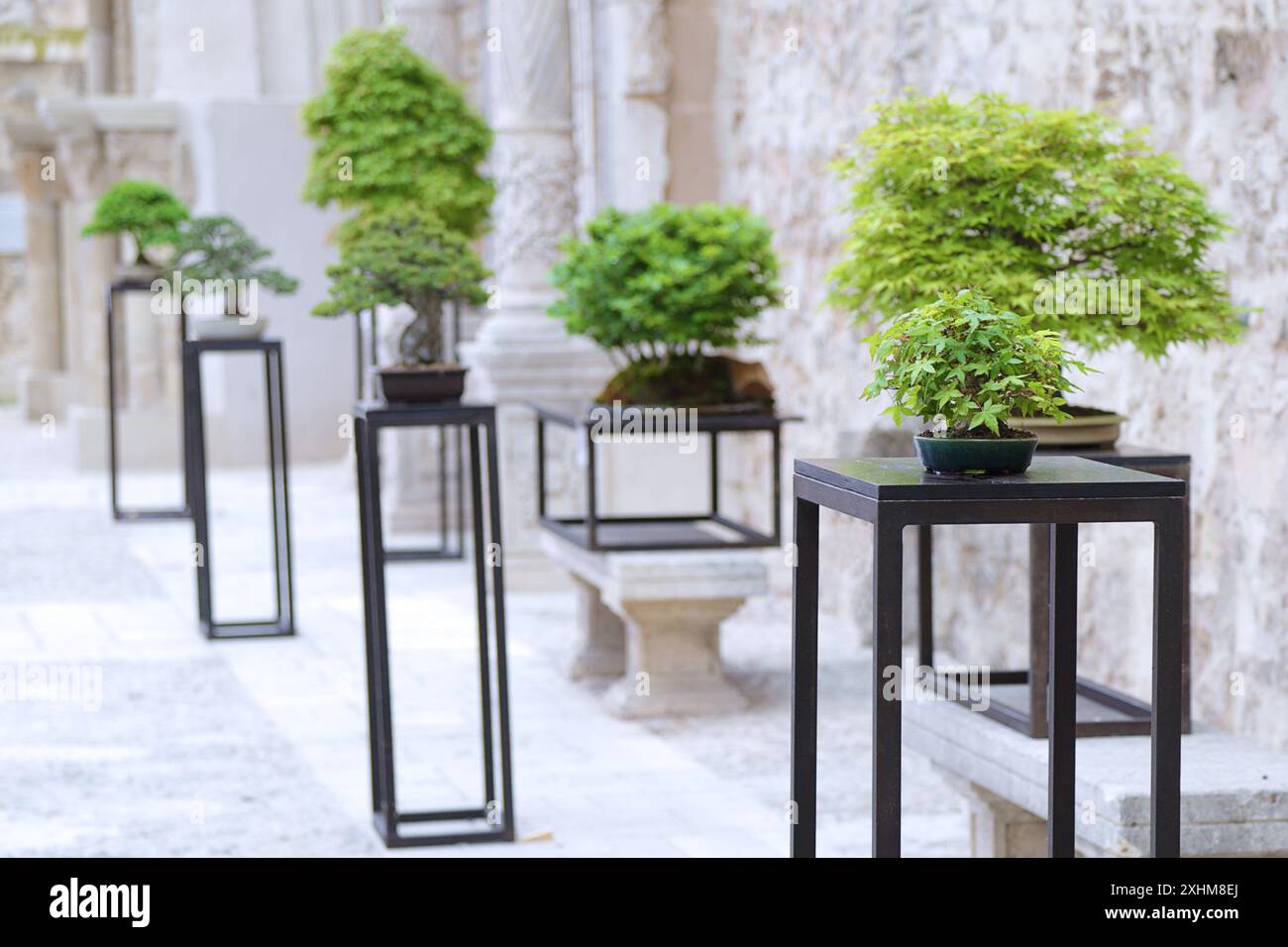 Diverse bonsais di specie diverse in una mostra di bonsai. Foto Stock