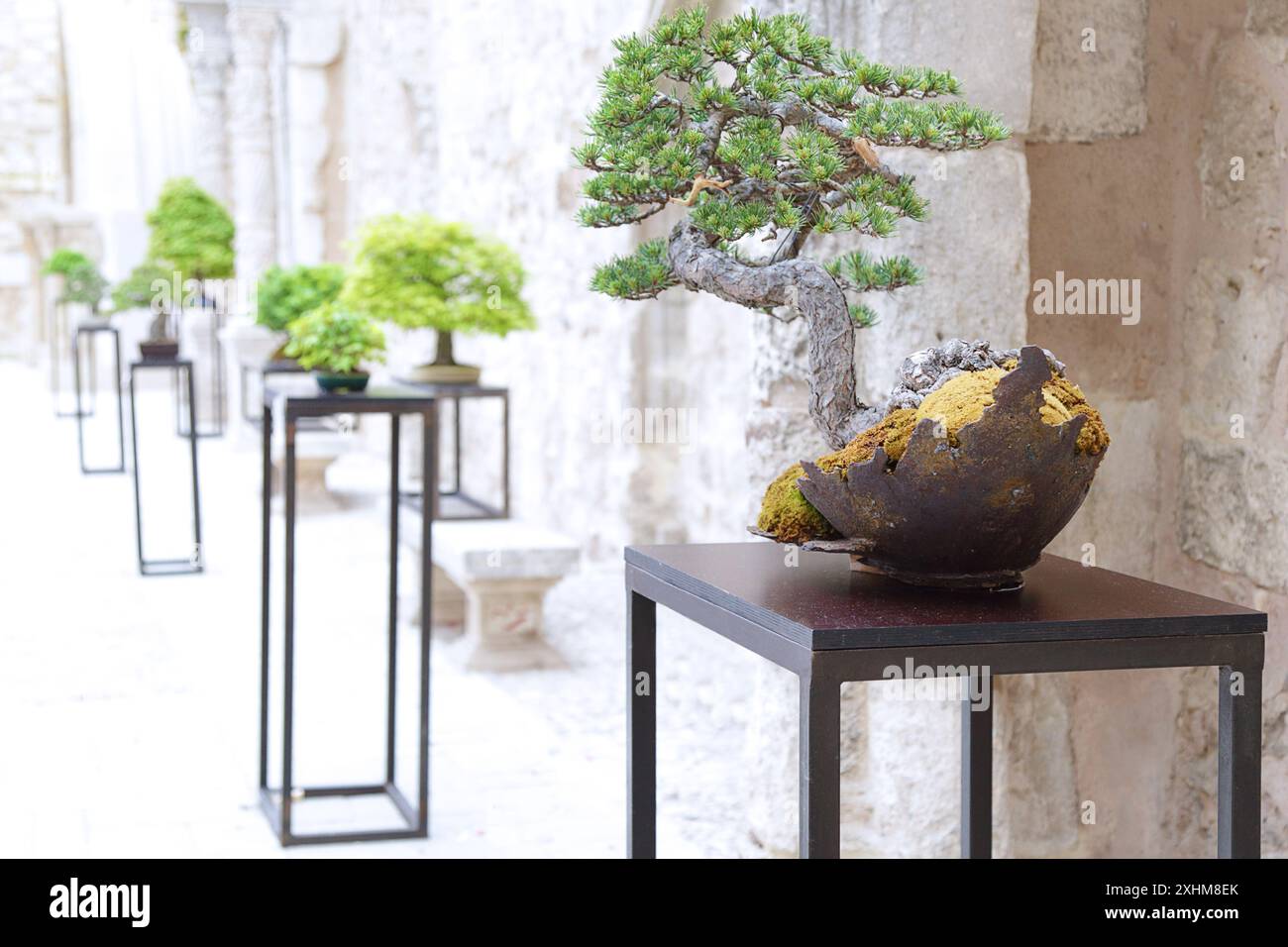 Diverse bonsais di specie diverse in una mostra di bonsai. Foto Stock