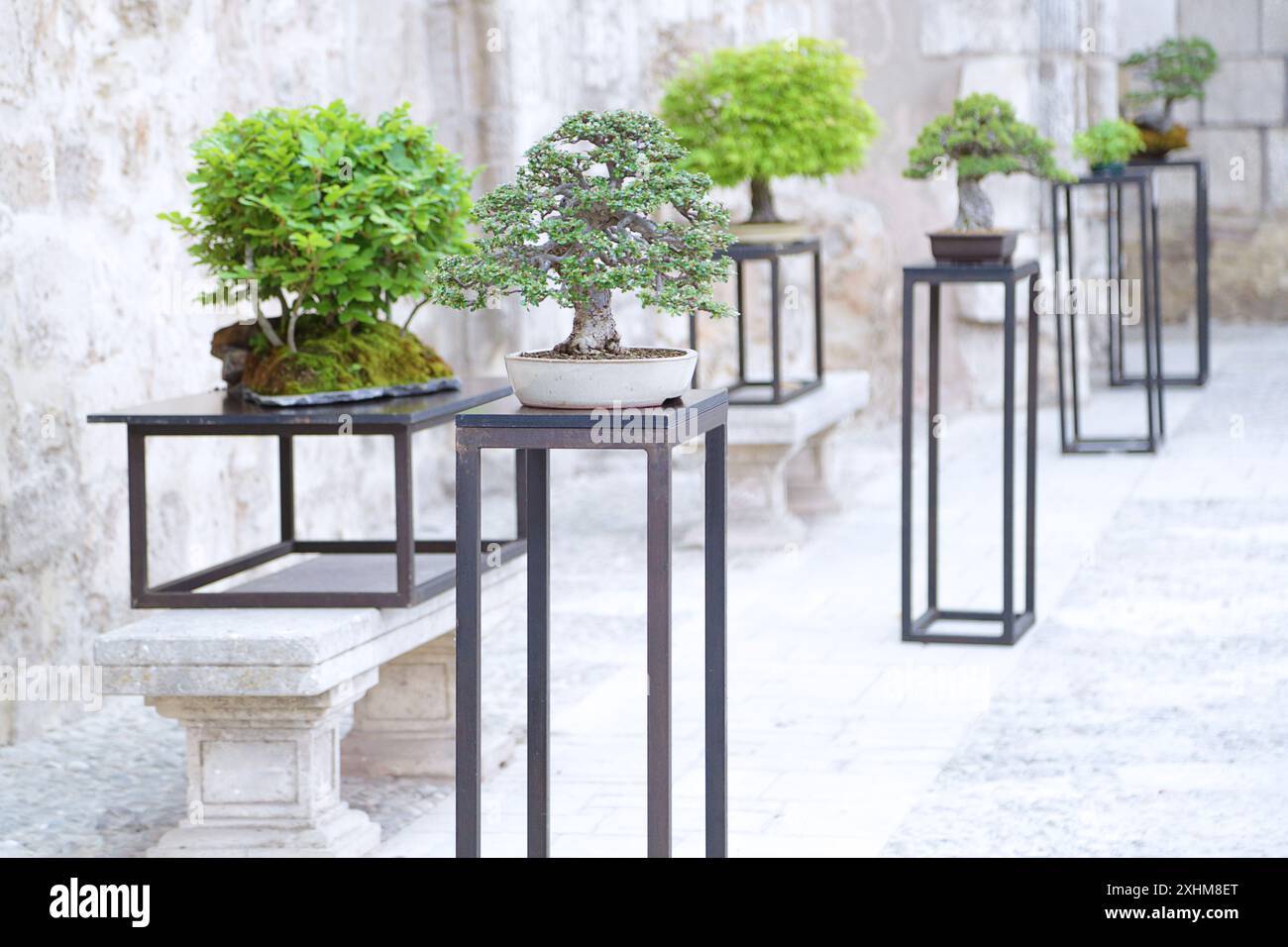 Diverse bonsais di specie diverse in una mostra di bonsai. Foto Stock