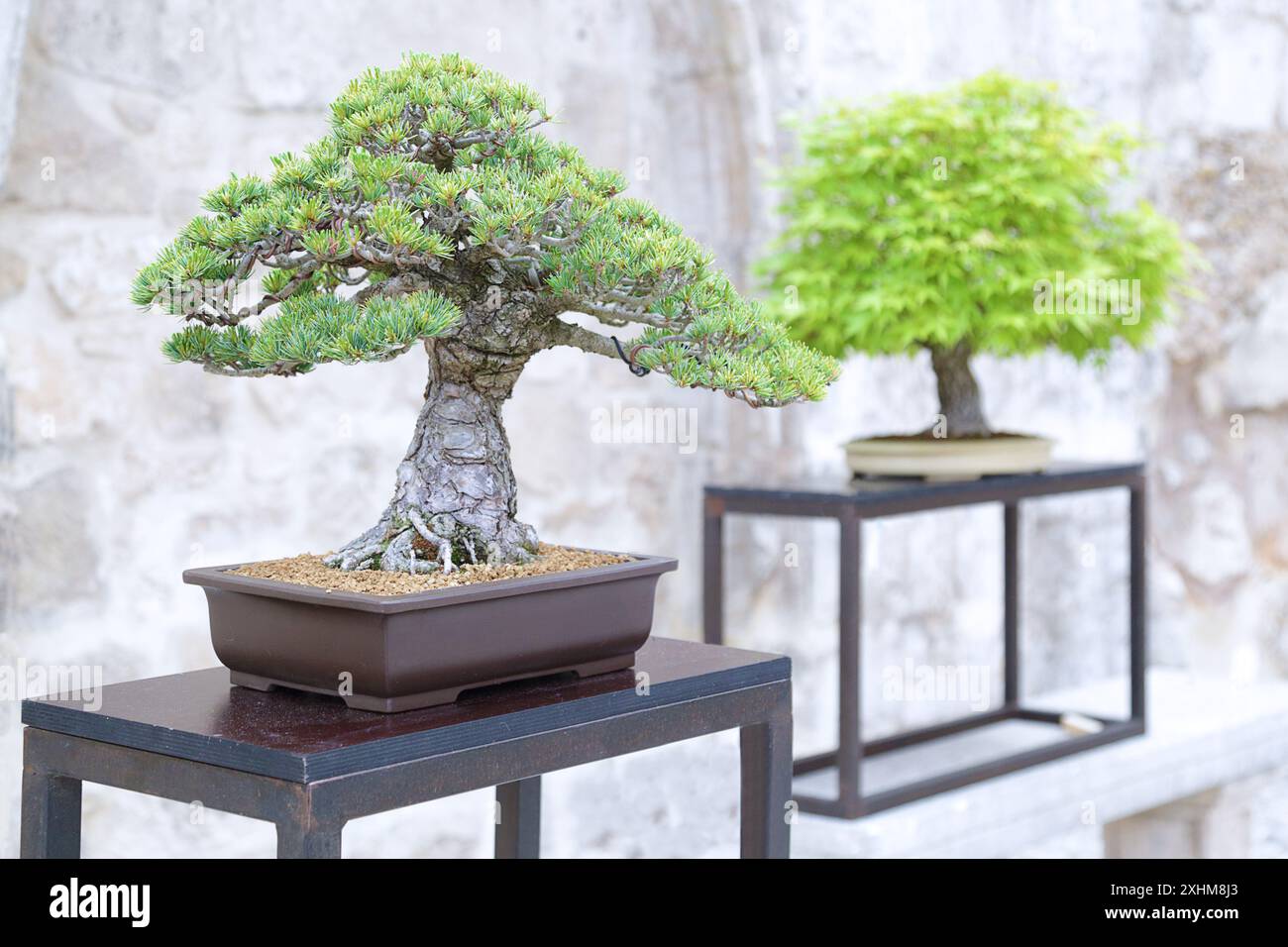 Bonsai di pino e bonsai di acero (acer) su un tavolo di legno Foto Stock