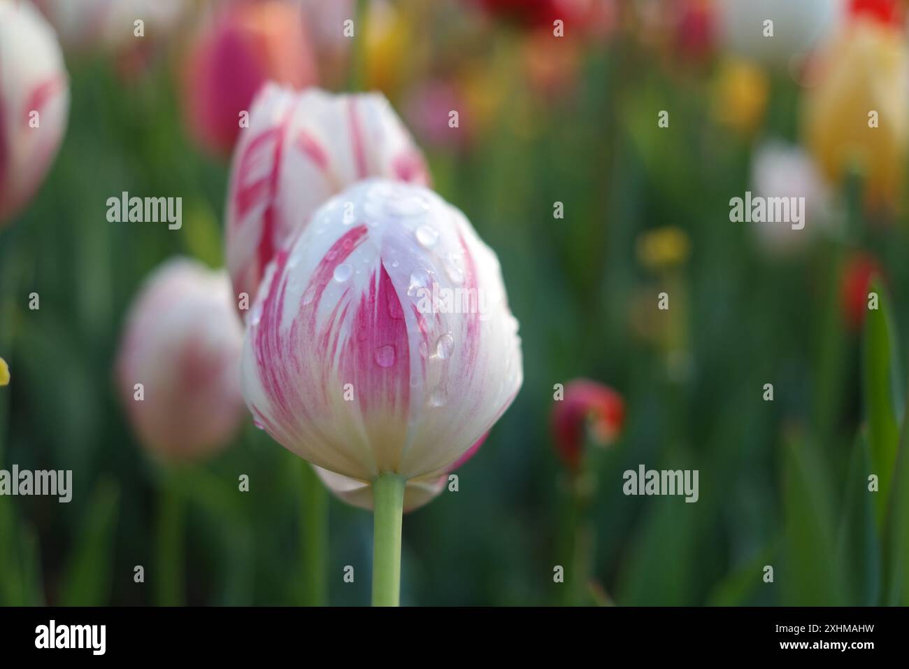 Fiore di tulipani in giardino con pioggia sui petali. Foto Stock