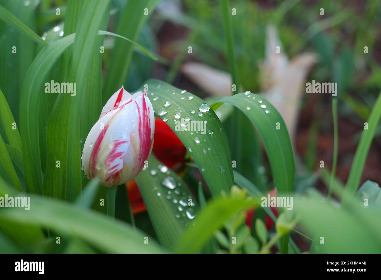 Fiore di tulipani in giardino con pioggia sui petali. Foto Stock