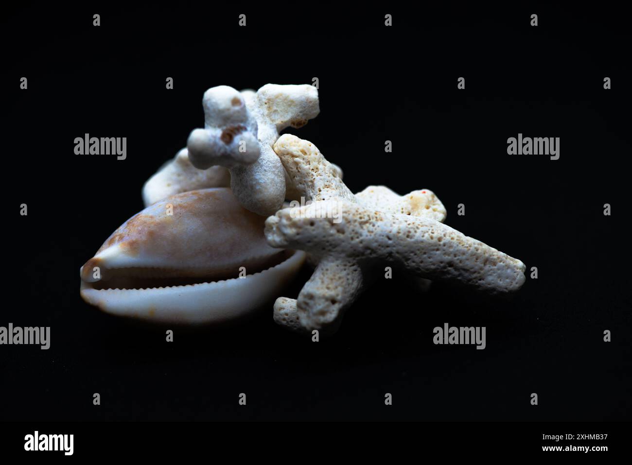 Una splendida foto delle barriere coralline e delle specie di Conus su sfondo nero, che evidenziano i loro colori vivaci e i dettagli intricati. Foto Stock