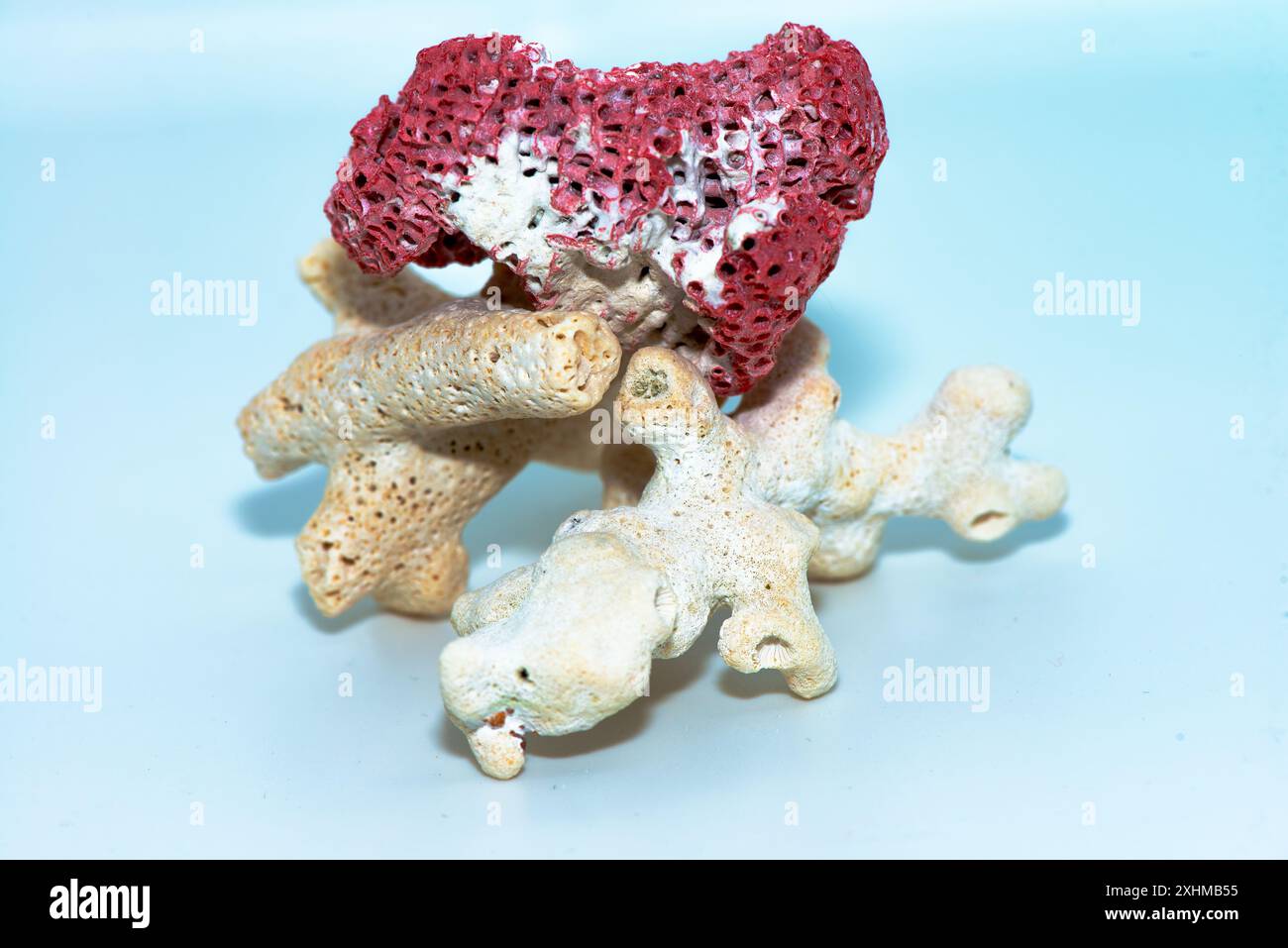 Una splendida foto che mostra i colori vivaci delle barriere coralline rosse e bianche su uno sfondo bianco e pulito, evidenziandone l'intricata bellezza. Foto Stock