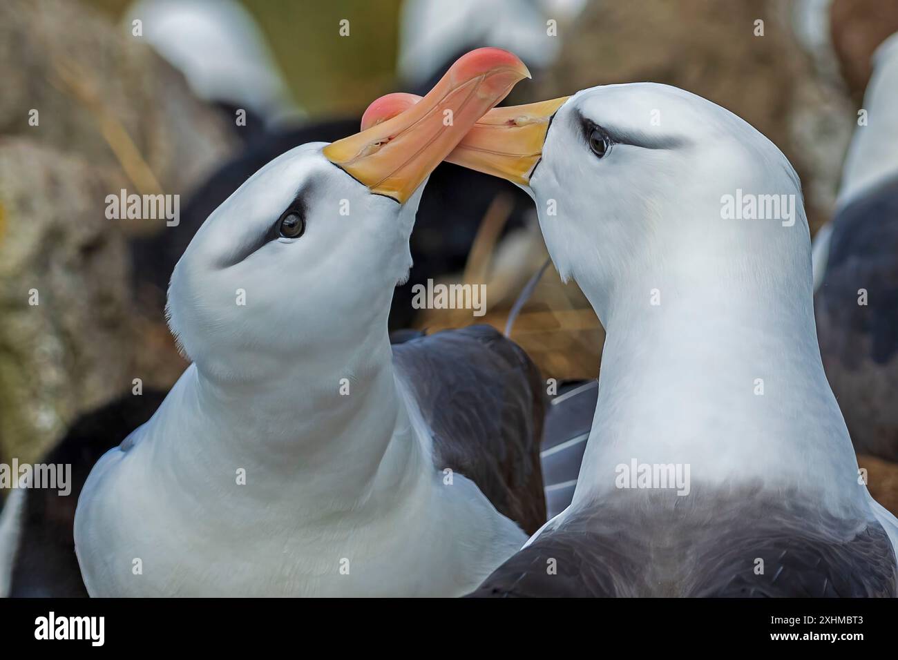 Albatross, West Point Island, Isole Falkland, domenica 3 dicembre, 2023. foto: David Rowland / One-Image.com Foto Stock